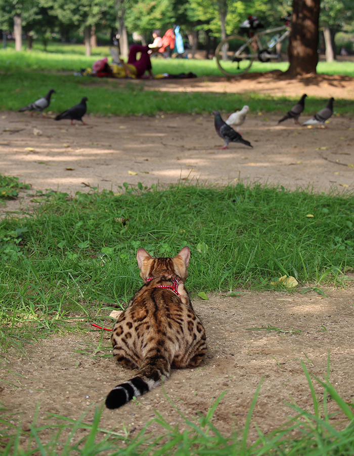 бенгальская порода, воспитание бенгала, характер бенгала, бенгальская кошка, умная кошка, эльза, кошка дает лапу, питание бенгала, как приучить кошку к туалету, кот туалет, леопардовая кошка, леопардовая порода, леопад