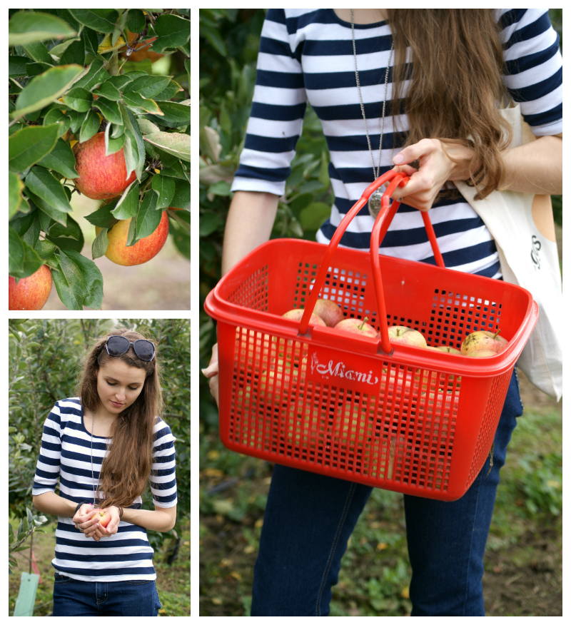 Kristy picking Braeburn Apples at Bilpin Springs Orchard