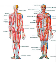 imagenes de partes del cuerpo humano partes del cuerpo humano en ingles