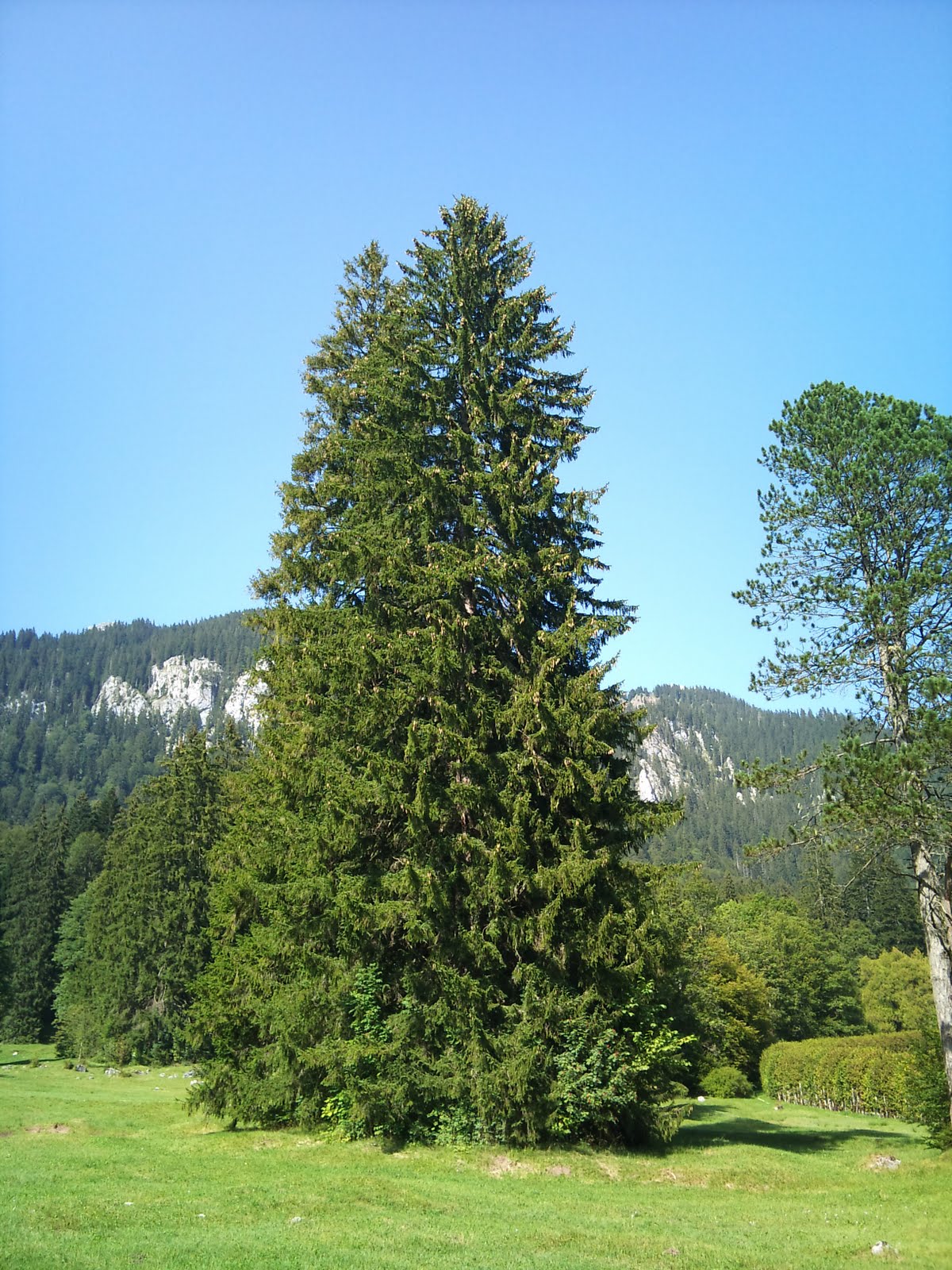 Árboles con alma Abeto Rojo. Pícea. (Picea abies)