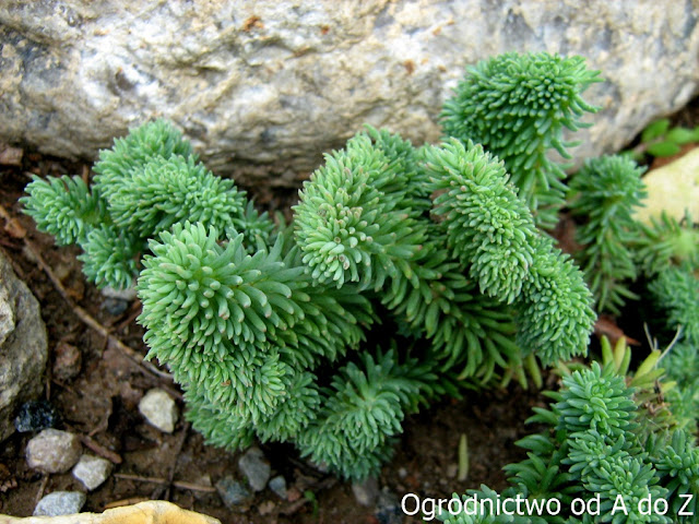 'Cristatum' 'Cristatum'