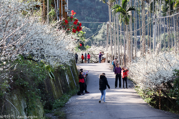 新社梅花隧道、小木屋鮭魚葡萄、梅花森林,台中賞梅花好去處 新社梅花隧道、小木屋鮭魚葡萄、梅花森林,台中賞梅花好去處