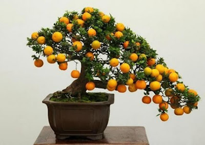 Trồng cây bonsai ăn quả để mang lại tài lộc
