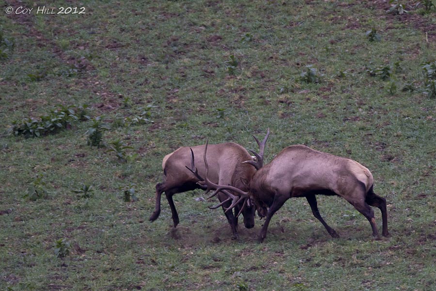 Country Captures The Battle of the Titans Pennsylvania Elk Fight