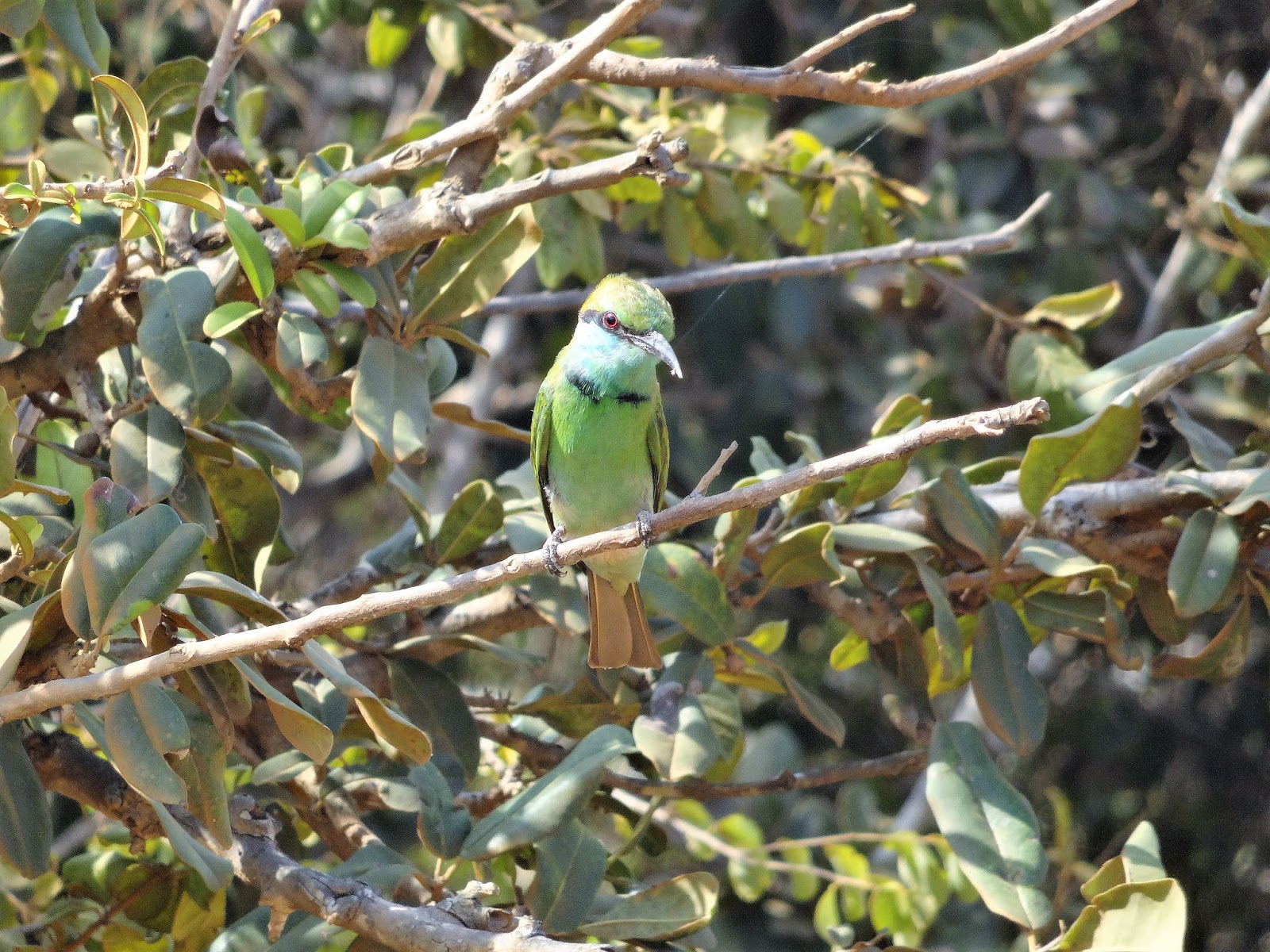 Een maand in sri lanka