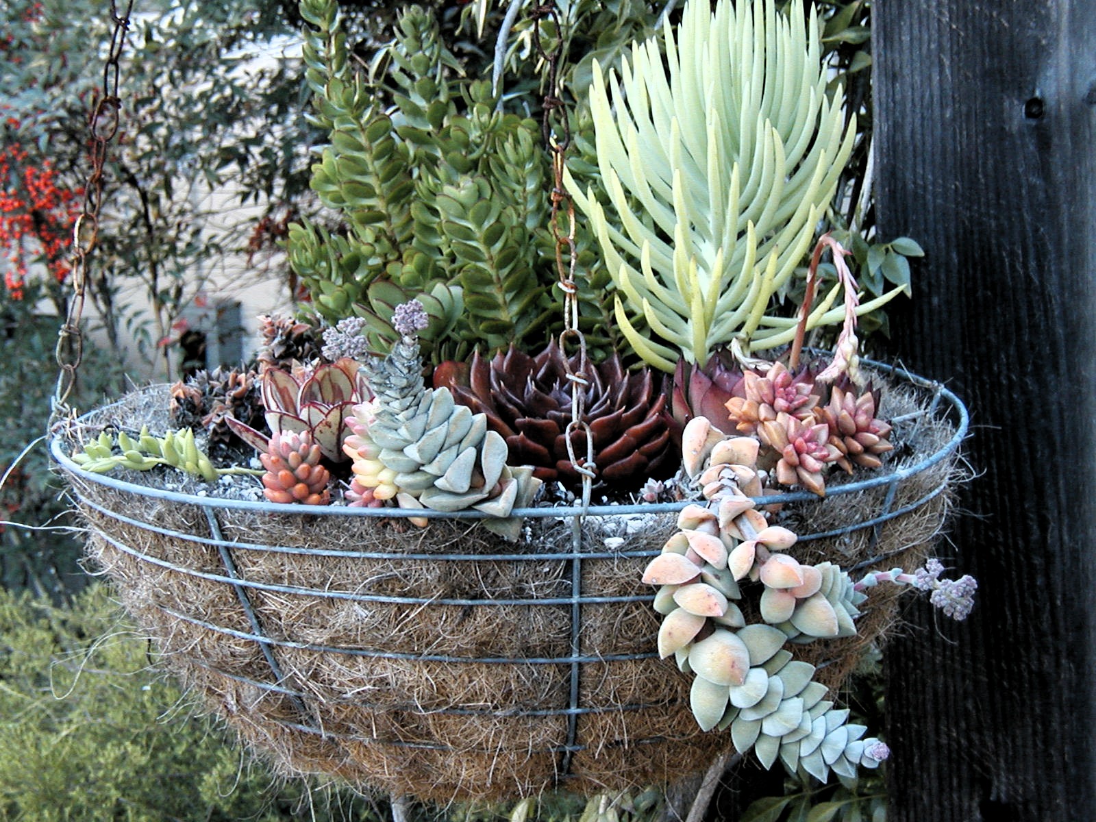 Late to the Garden Party My Developing Relationship with Succulents