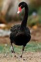 Cygne Noir