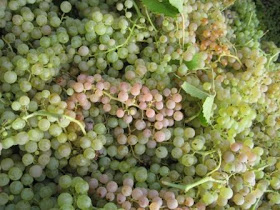 Soave is produced using the Garganega grape