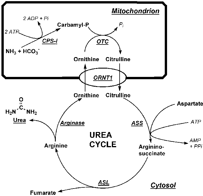 Metabolism and Disposal of Urea, Creatinine and Uric Acid MCQ