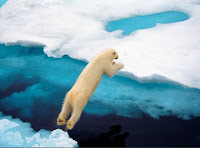 Polar bears maintain their body temperature 