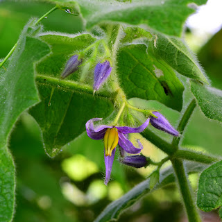Solanum Mammosum flower