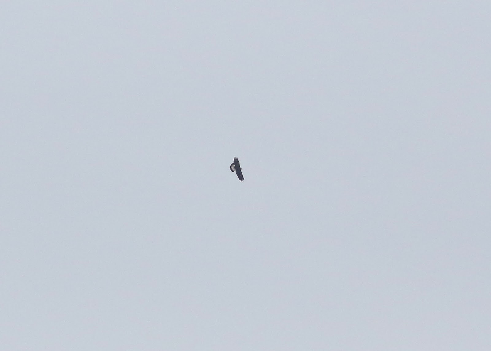 Pioneer Birding VT Golden Eagles in Putney