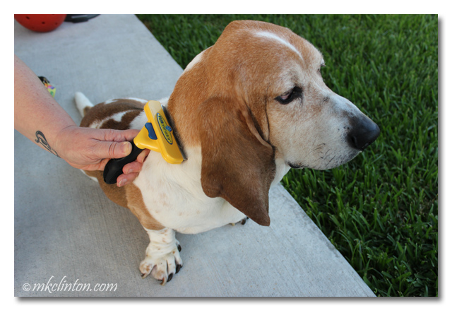 Basset hound being brushed with FURminator