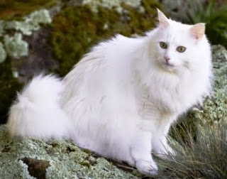 Foto-foto Kucing Lucu Sedunia Foto-foto Kucing Lucu Sedunia