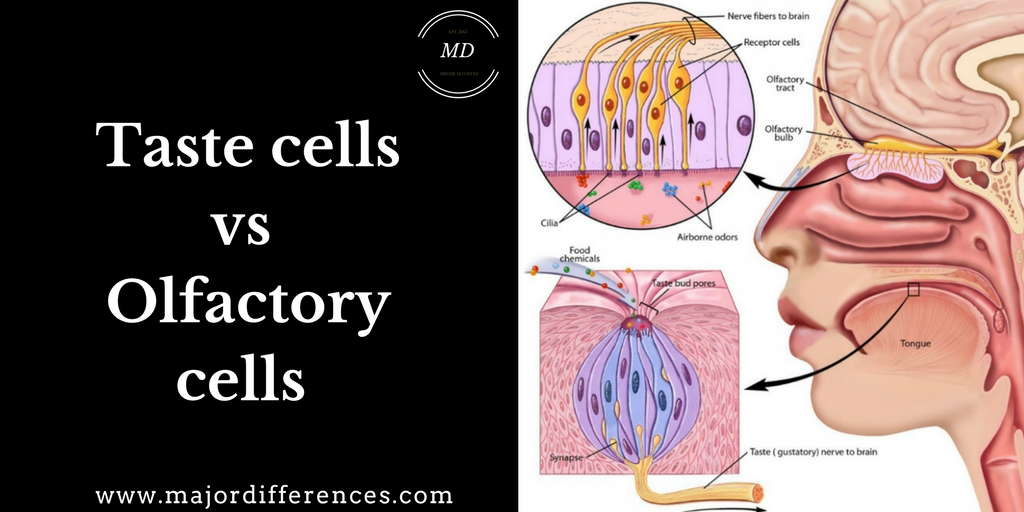 Difference between Taste cells and Olfactory cells (Taste cells vs Olfactory cells )