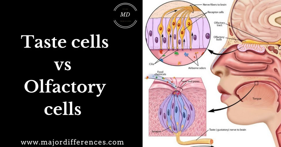 Difference between Taste cells and Olfactory cells (Taste cells vs