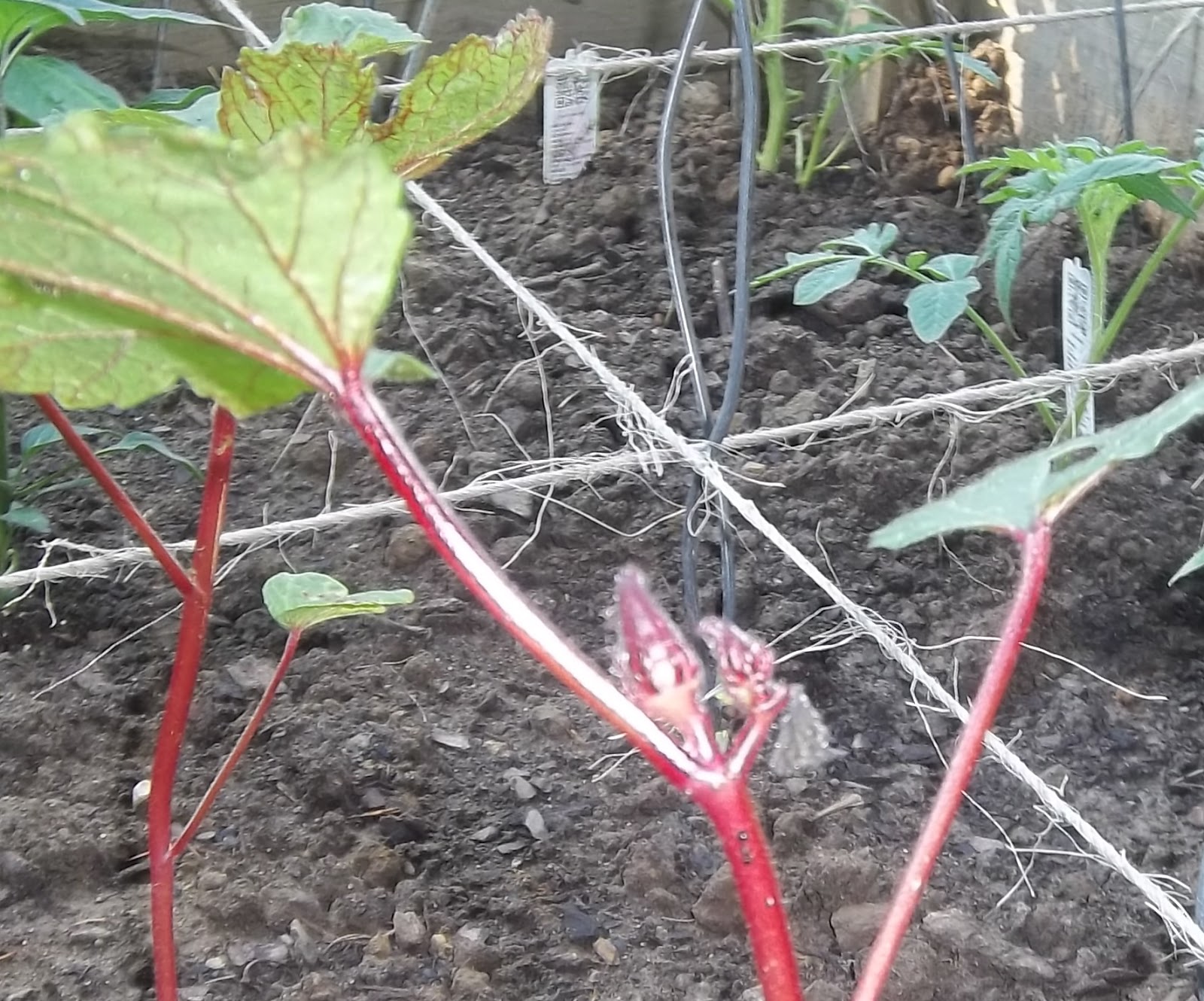 Sparks of Learning: Square Foot Gardening