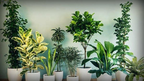 Ciri-Ciri Tumbuhan Berbiji Tertutup (Angiospermae) Lengkap Dengan Proses Pembuahannya Ciri-Ciri Tumbuhan Berbiji Tertutup (Angiospermae) Lengkap Dengan Proses Pembuahannya