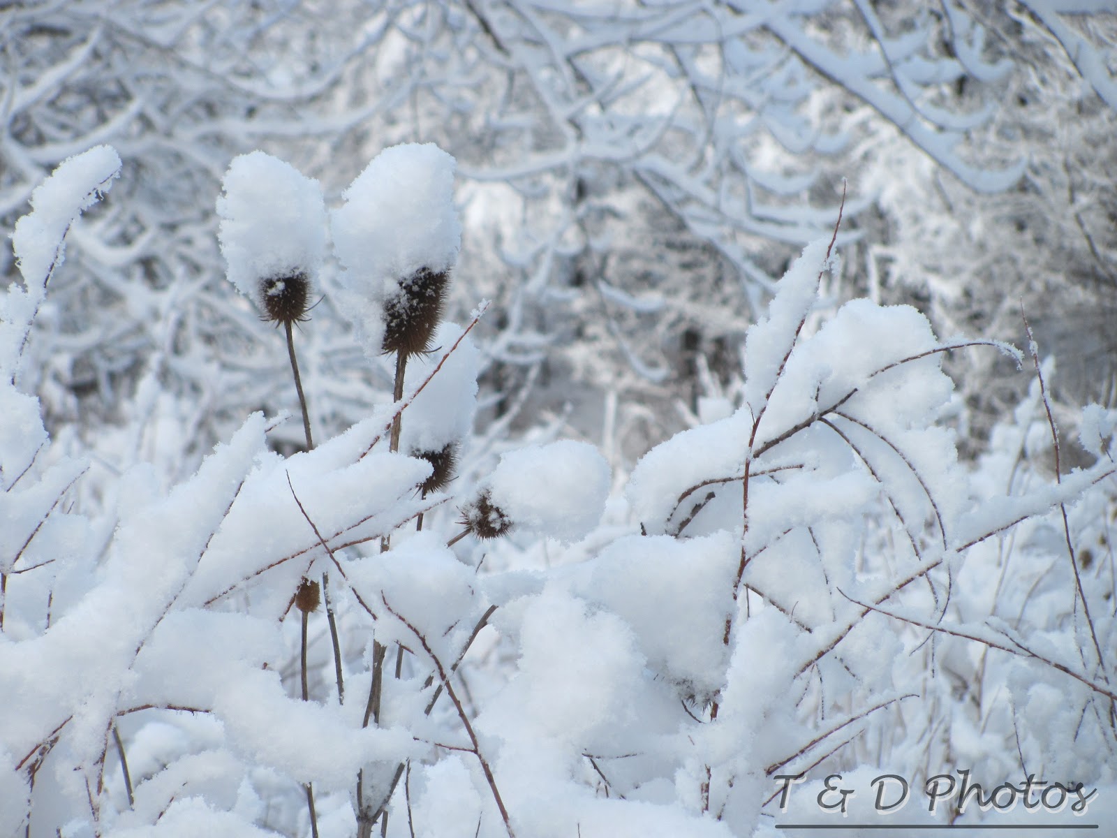 Colorado Photos..... Dusting of Snow