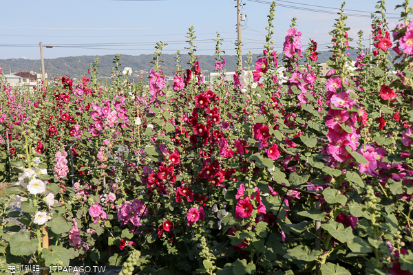 彰化員林|2019愛在員林蜀葵季|一丈紅|蜀葵市集|免費入園賞花 彰化員林|2019愛在員林蜀葵季|一丈紅|蜀葵市集|免費入園賞花