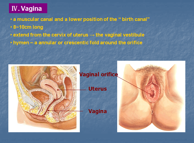 How To Relax Vaginal Muscles, Vaginismus Sex Vuvatech