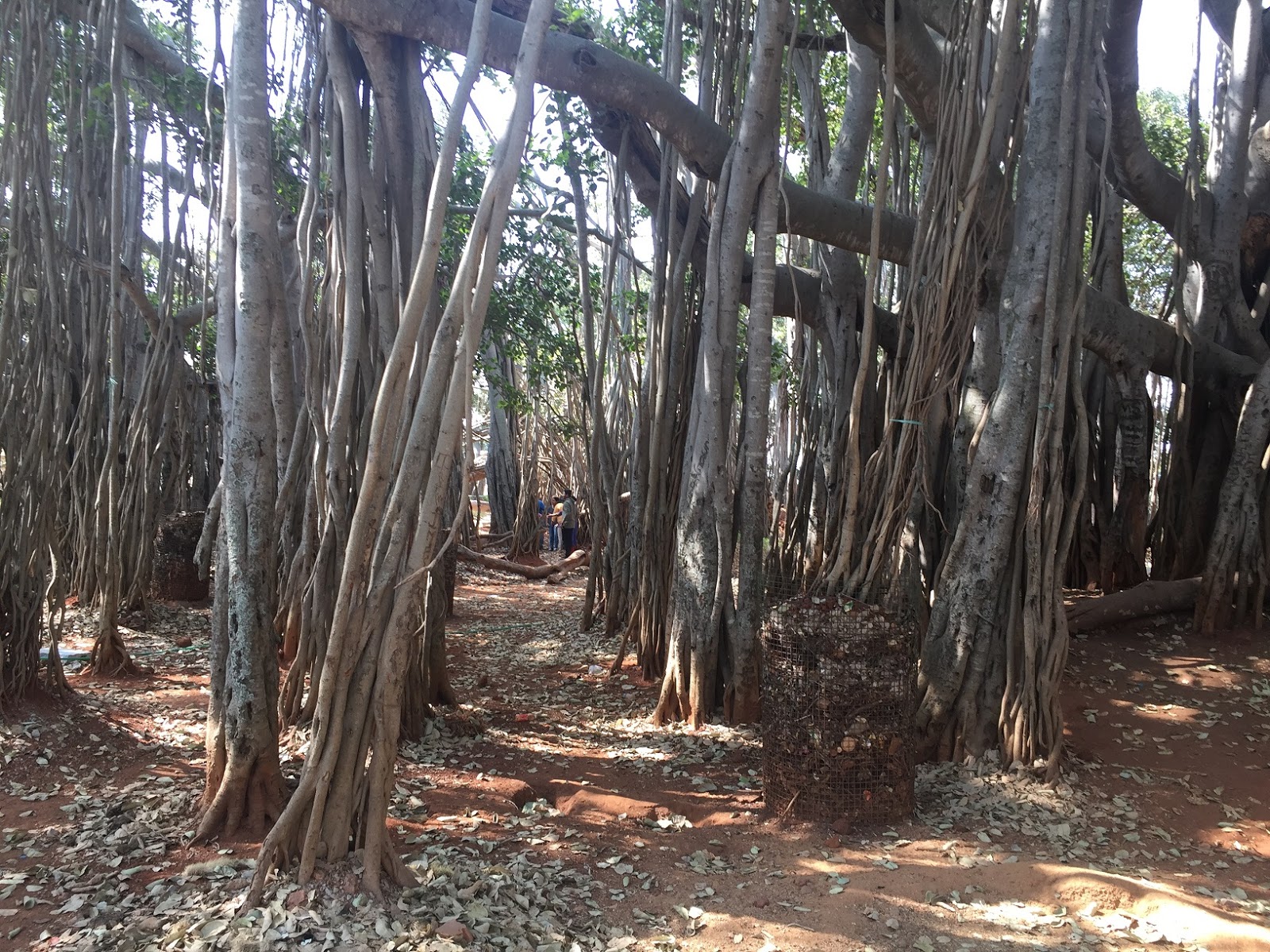 Dodda Alada Mara, Bangalore How To Reach, Best Time & Tips