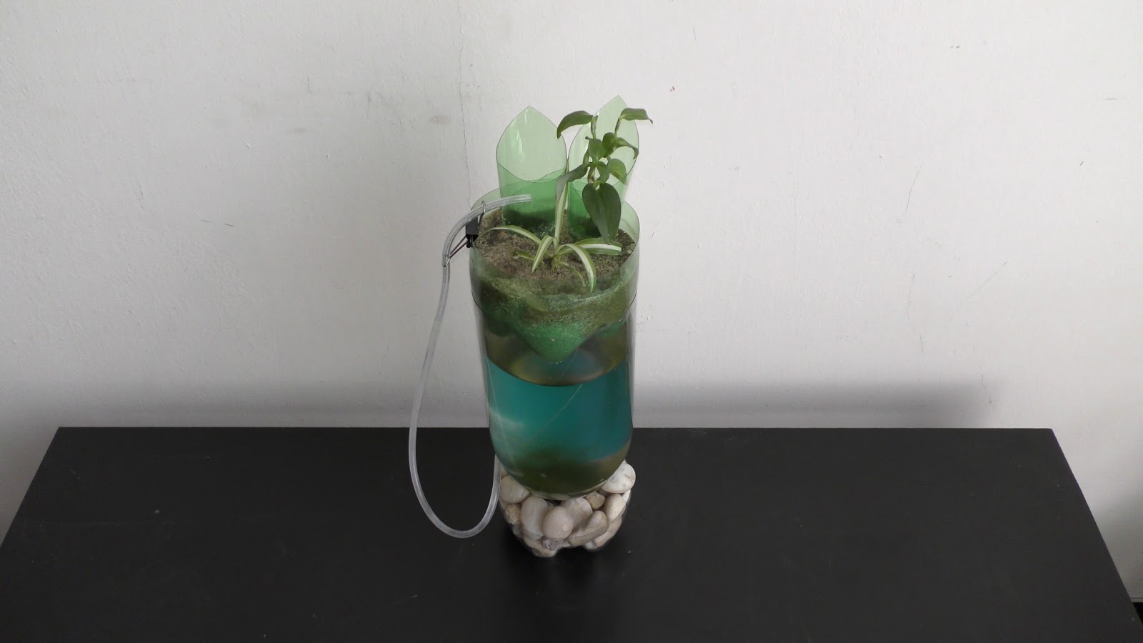 Random Bits Growing Spider Plant on Top of Aquarium