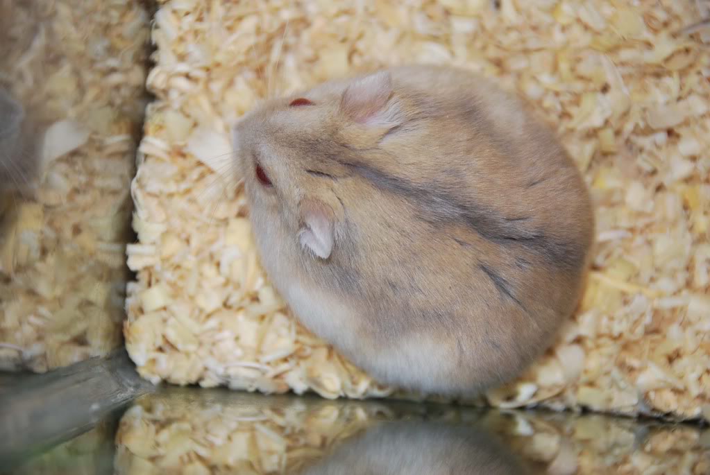 Ciri-ciri Hamster Hamil dan Cara Merawatnya Ciri-ciri Hamster Hamil dan Cara Merawatnya