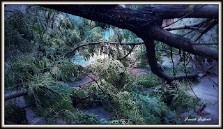 Tormenta  Fotografía Graciela Guffanti.