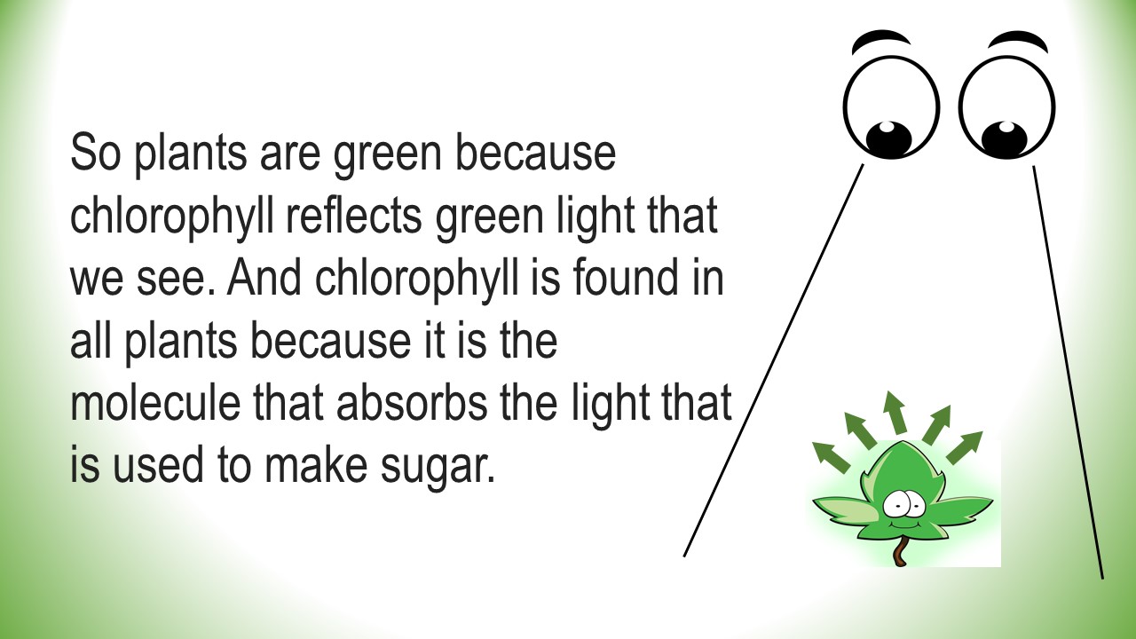 WHY PLANTS ARE GREEN PowerPoint Download Instant PowerPoint