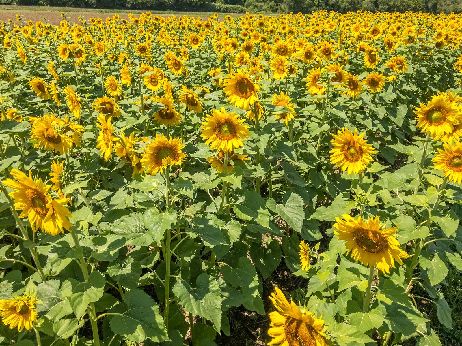 Bubba's Garage A Quick Drive Through Biltmore Sunflowers