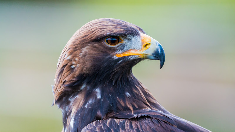 Golden Eagle 2