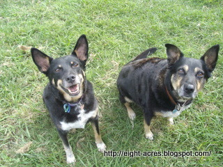 eight acres: the Australian Kelpie dog