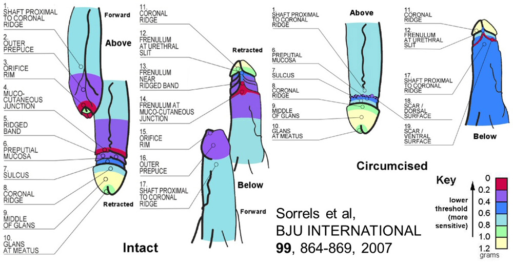 Sensitive Areas Of The Penis 67