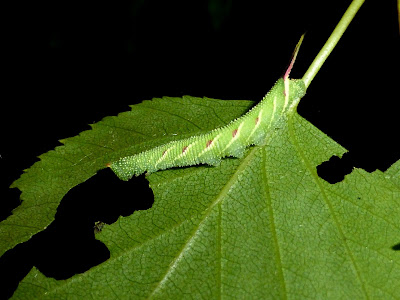 Mimas tiliae caterpillar Mimas tiliae caterpillar