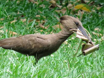50 Awesome Birds You Can See in Uganda: Hamerkop in Entebbe Botanical Gardens