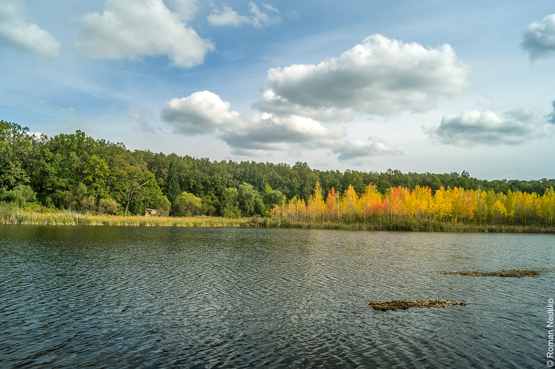 Темный силуэт в лесу. Древний лес. Черный лес украина. Тайна темного леса. Шварцвальд черный лес загадочный лес.