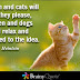 25+ Quotes about Cats with Pictures for Best Friends