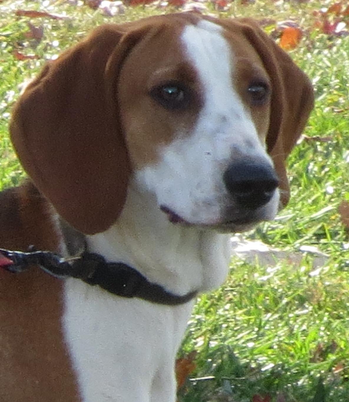 Missing Small Dog Alert VA, Rustburg Found Foxhound