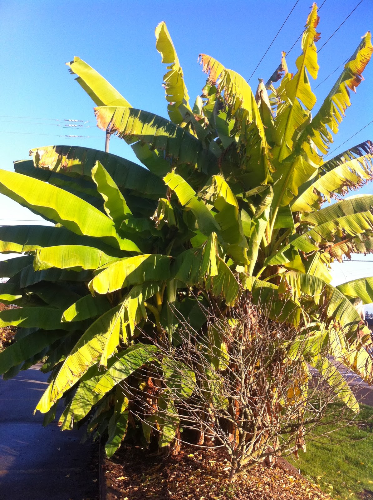 Essay about banana tree picture