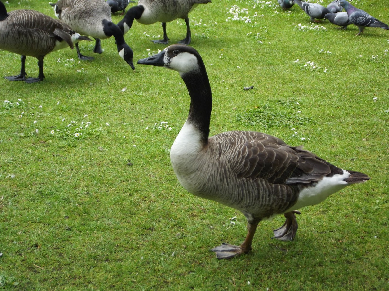Bird Hybrids Swan Goose x Canada Goose