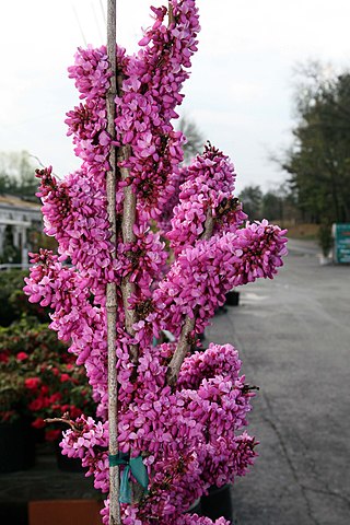Cercis_chinensis_Avondale.jpg