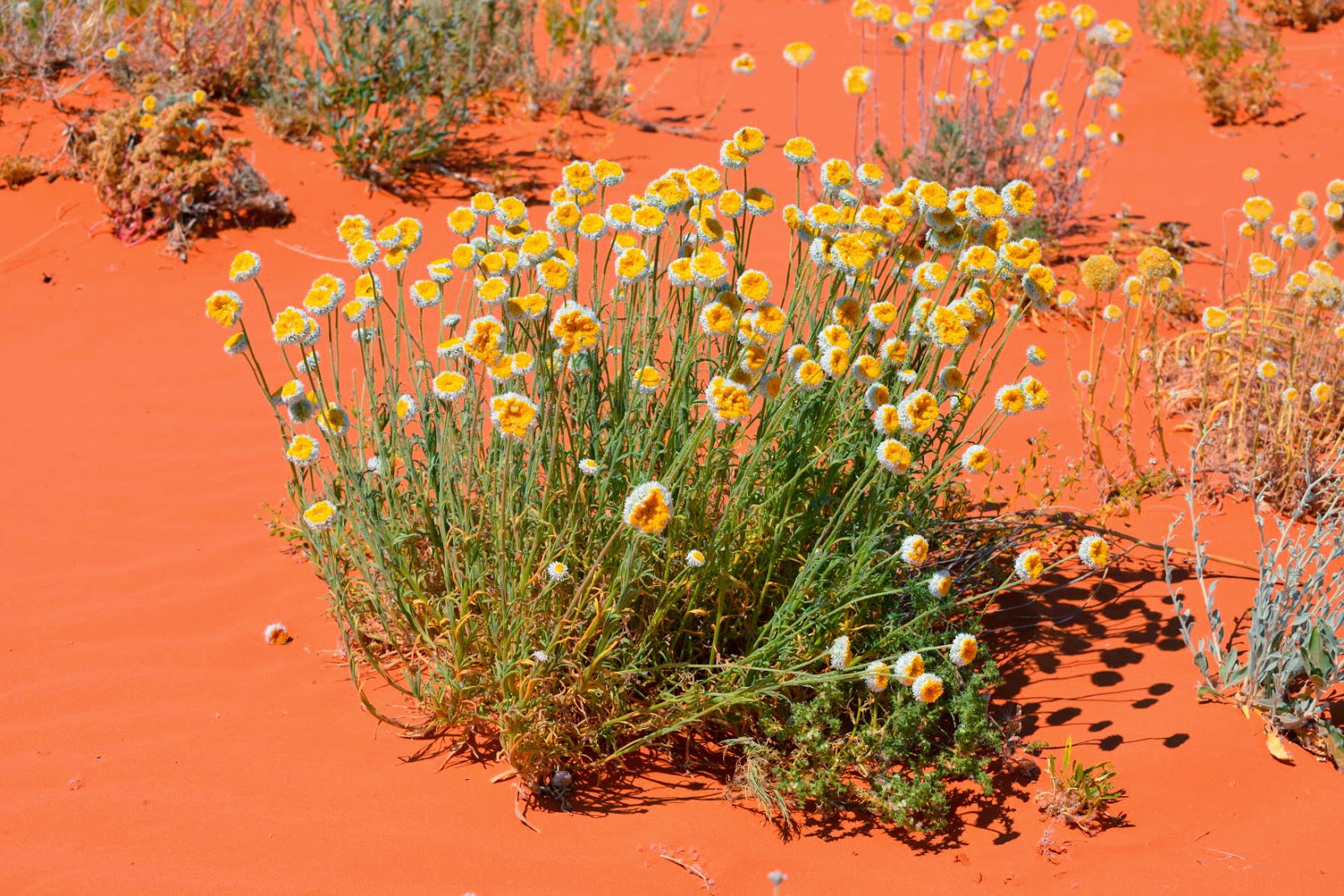 A&K Travels Simpson Desert & Home