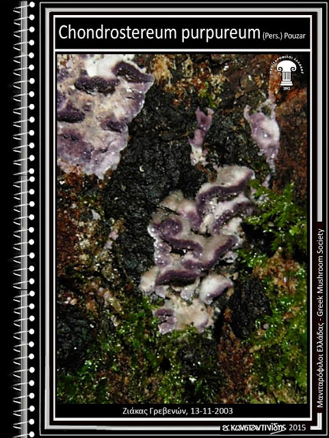 Chοndrοstereum purpureum (Pers.) Pοuzar
