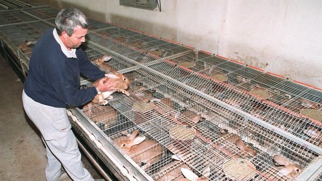 Instalaciones para el criadero de conejos