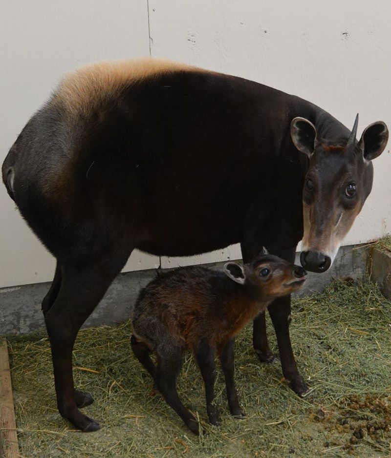 Baby Animals: Sitatunga Calf 5