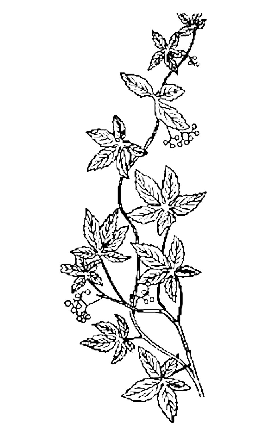 free black and white floral clip art - photo #22