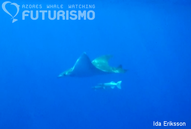 Dolphins and a devil ray - Azores Whales