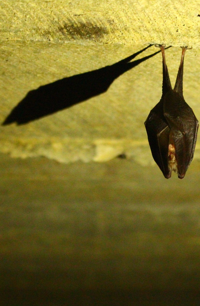 A bat casts it's vampire shadow.