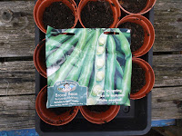 Allotment Growing - Autumn Sown Broad Beans - Bunyard's Exhibition